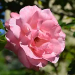 La Limonaia Nyaraló