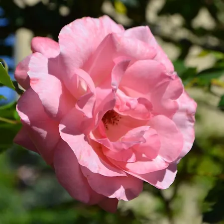 La Limonaia Σπίτι διακοπών