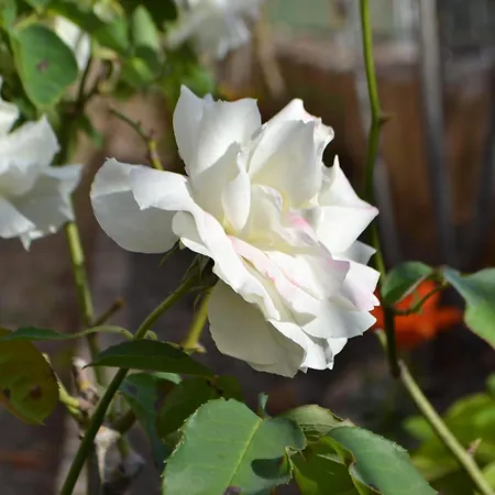 La Limonaia بيت للعطل مارتْشانا مارينا